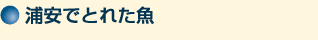 浦安でとれた魚
